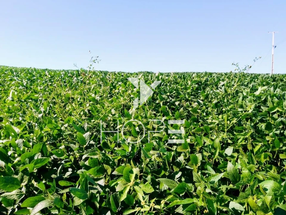 Imagens do imóveis Fazenda à Venda – 213 Alqueires – Jauru – Tomazina PR