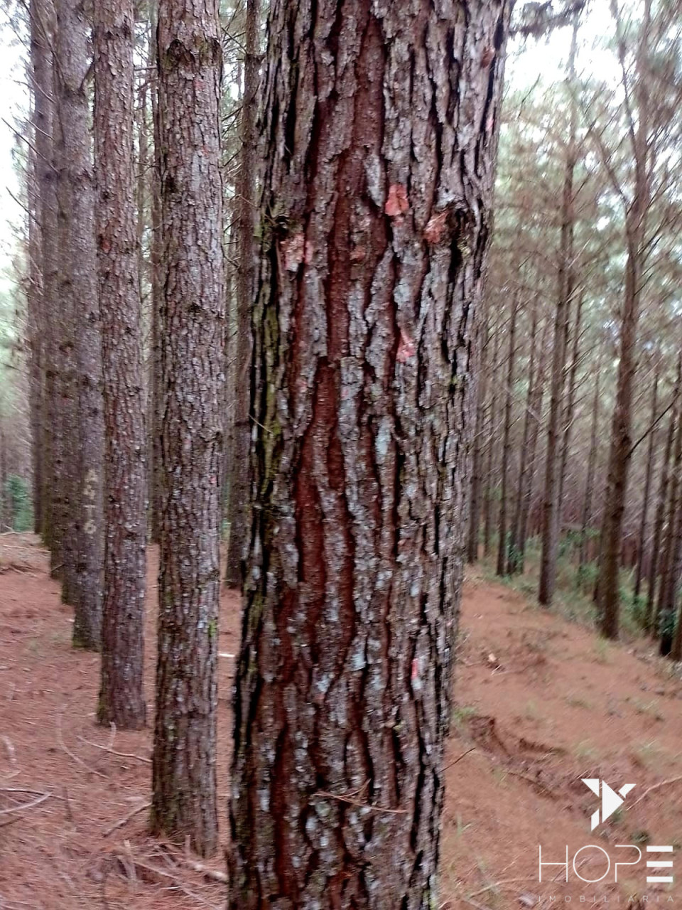 Imagens do imóveis Fazenda de Pinus à venda em Adrianópolis/PR – 200 hectares