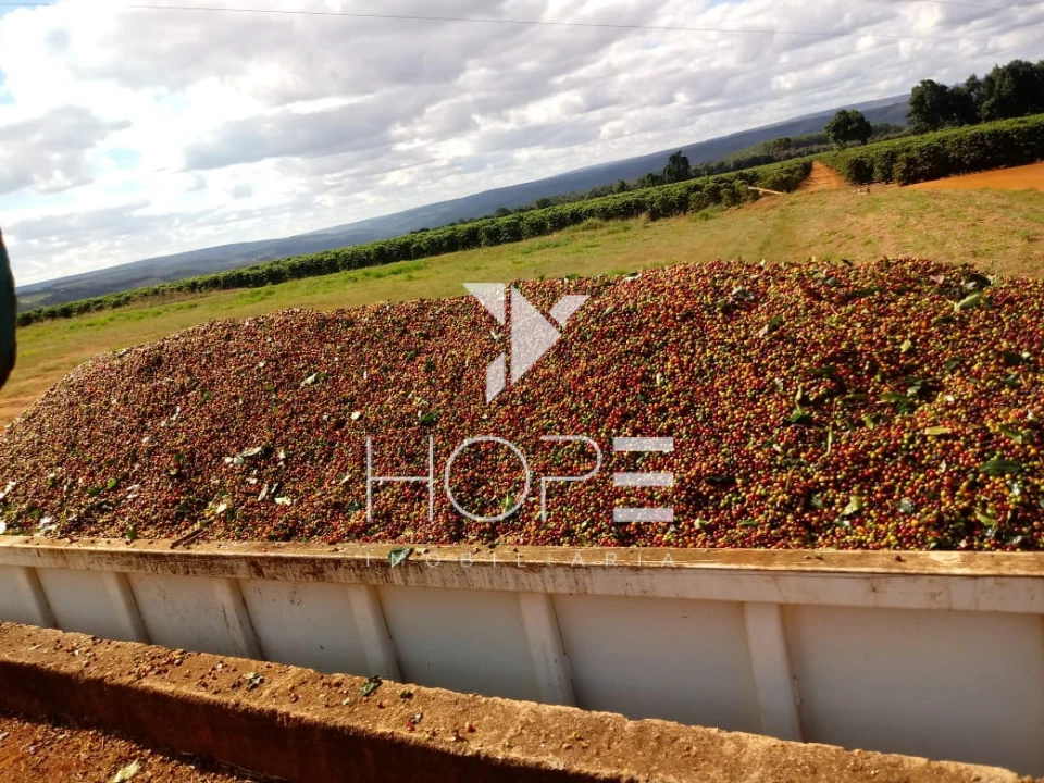 Imagens do imóveis fazenda cafeeira à venda 970 hectares produção de exportação – município de Capelinha – Minas Gerais