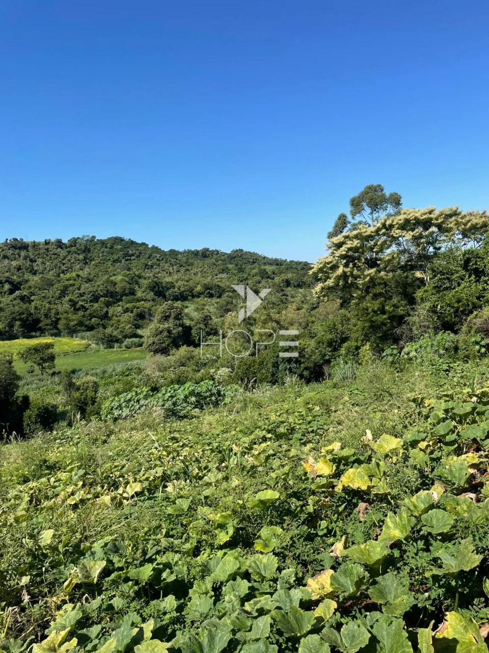 Imagens do imóveis Sítio à venda com 7.5 alqueires - Área para plantio - Jataizinho/PR