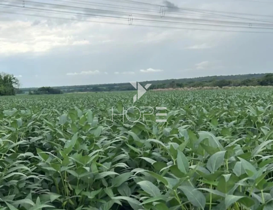 Imagens do imóveis Fazenda com dívida à venda com 6.372 hectares - alto padrão agrícola - confinamento e silos - Miranorte TO