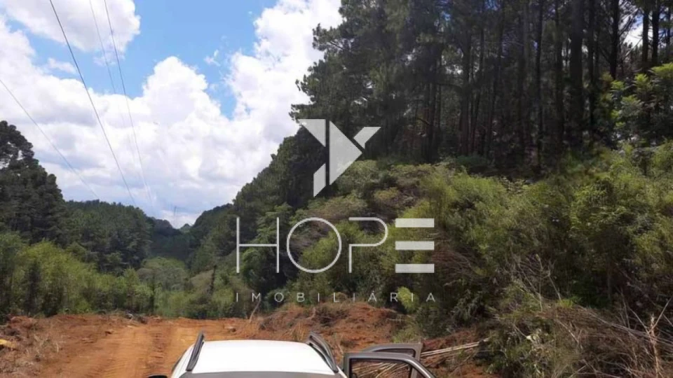 Imagens do imóveis Fazenda de Pinus Gigante para Investidor - Paraná - 17.771 Hectares - Terra e Madeira - Oportunidade