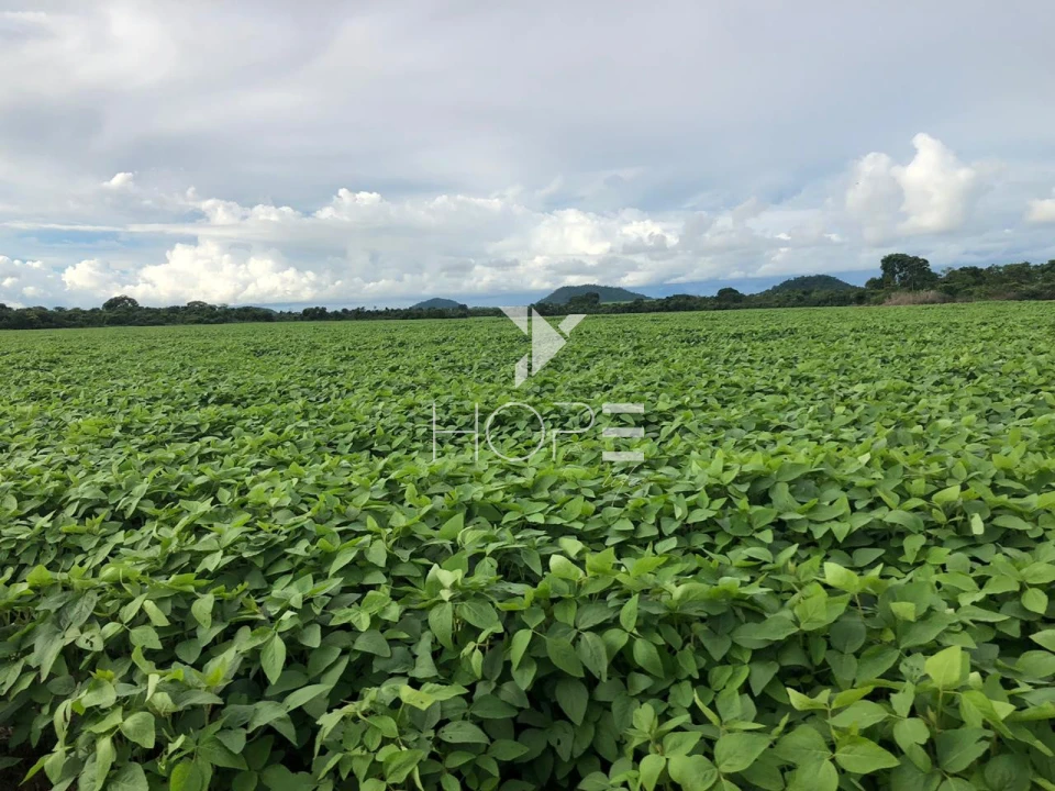 Imagens do imóveis Fazenda à venda 39.000 hectares dupla aptidão com armazém e pista de pouso – região de Confresa – Mato Grosso