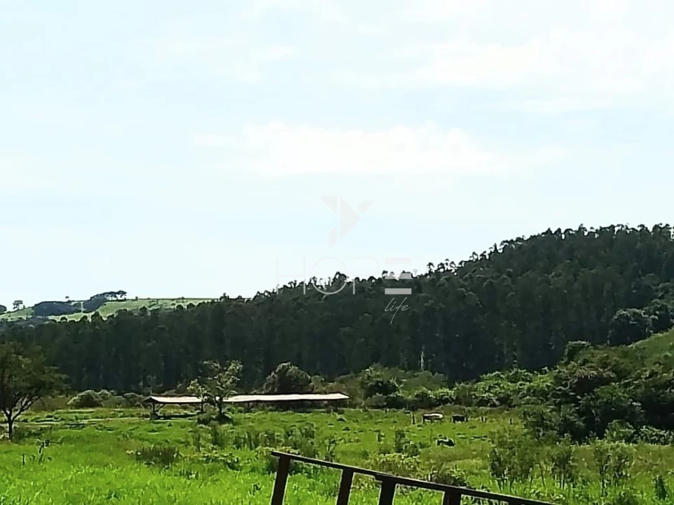Fazenda à venda com 76 alqueires - pecuária com potencial agrícola - Guaravera - Londrina PR