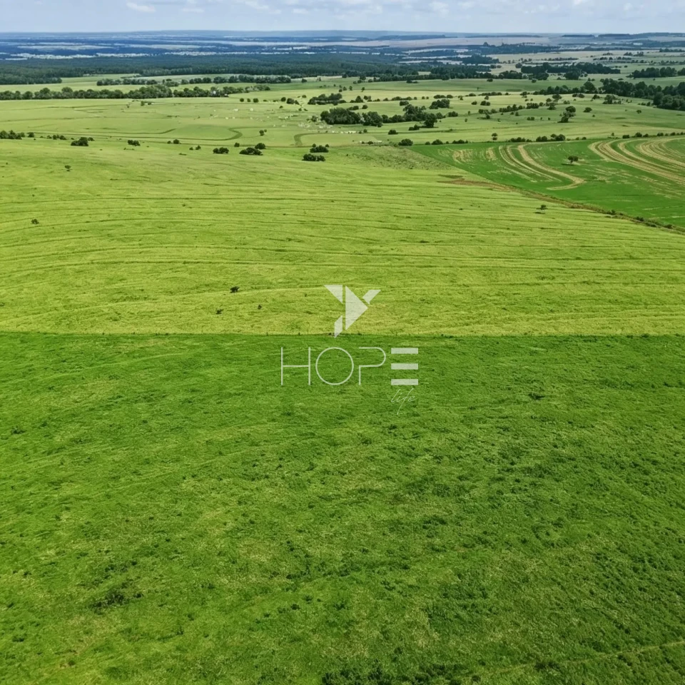 Imagens do imóveis Fazenda à Venda com Aptidão Pecuária - Topografia Plana – 560 Alqueires – Rosana/SP - Fronteira SP - PR - MS