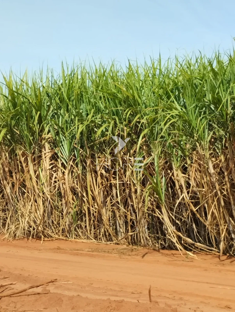 Imagens do imóveis Fazenda à venda com 93 alqueires - arrendada para Usina Santa Terezinha - 40 tononelada por alqueire - Amaporã PR