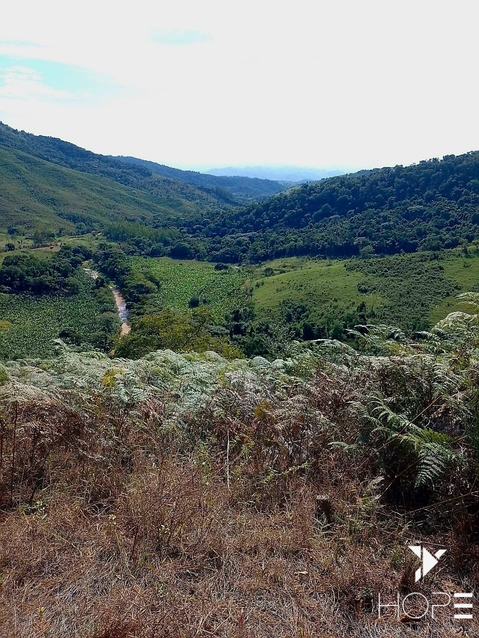 Imagens do imóveis Fazenda de Pinus à venda em Adrianópolis/PR – 200 hectares