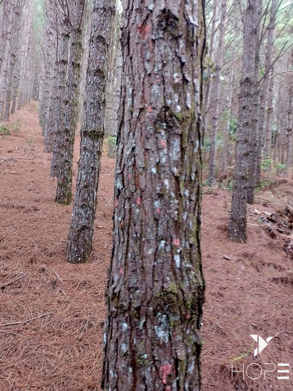Imagens do imóveis Fazenda de Pinus à venda em Adrianópolis/PR – 200 hectares