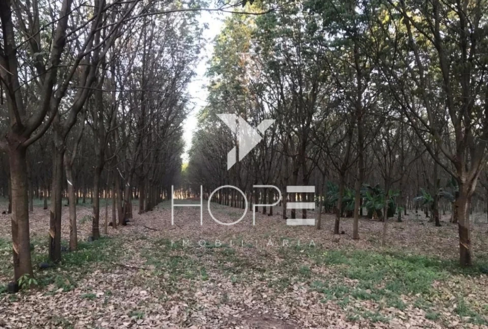 Imagens do imóveis Fazenda à Venda em Mirassolândia/SP – 14 Alqueires Paulista (33,88 ha) – 7.500 Seringueiras em produção  – Rica em Água