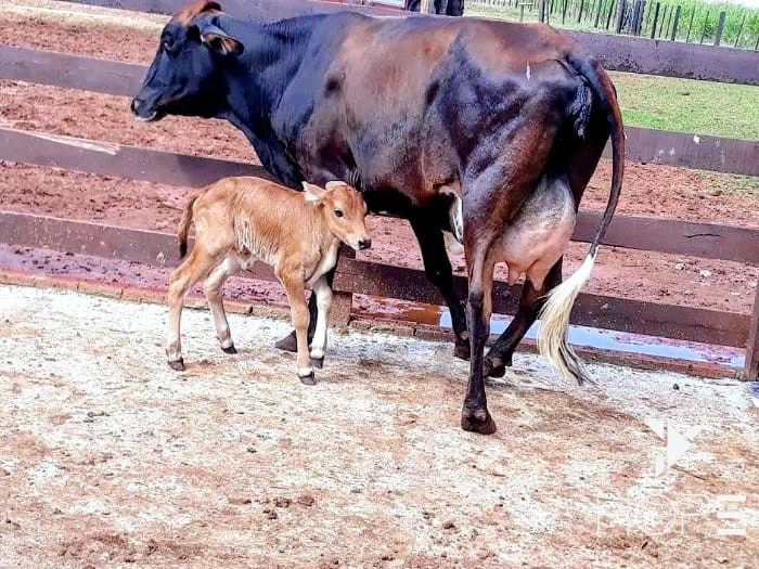 Imagens do imóveis Fazenda à Venda – 78 Alqueires – Pecuária – Região de Paranavaí/PR