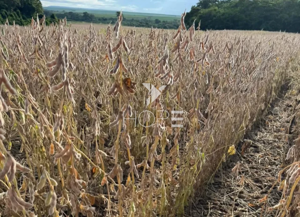 Imagens do imóveis Fazenda à venda com 33.000 hectares - agricultura em larga escala - estrutura completa - pista de pouso - Primavera do Leste MT