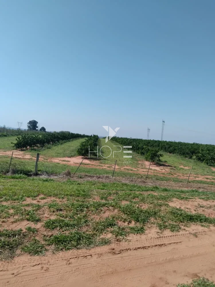 Imagens do imóveis Fazenda de laranja à venda com 77.5 alqueires - 77.150 pés - certificado para exportação - Região de Marília SP