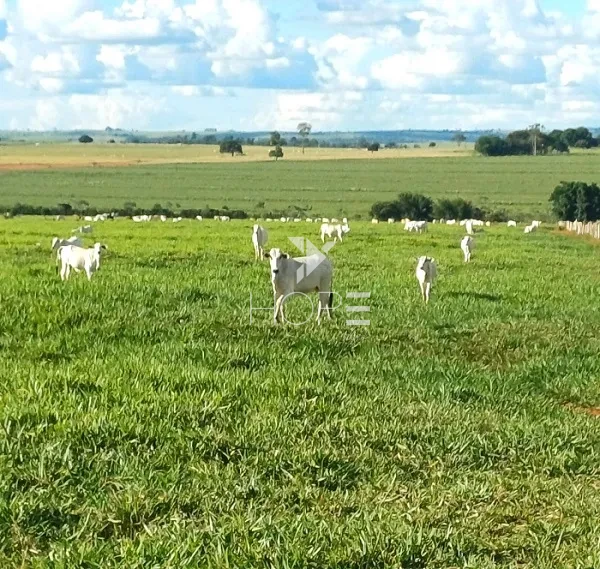 Imagens do imóveis Fazenda à Venda - 80% Plano – 110 Alqueires – Costa Machado – Costa Machado/SP