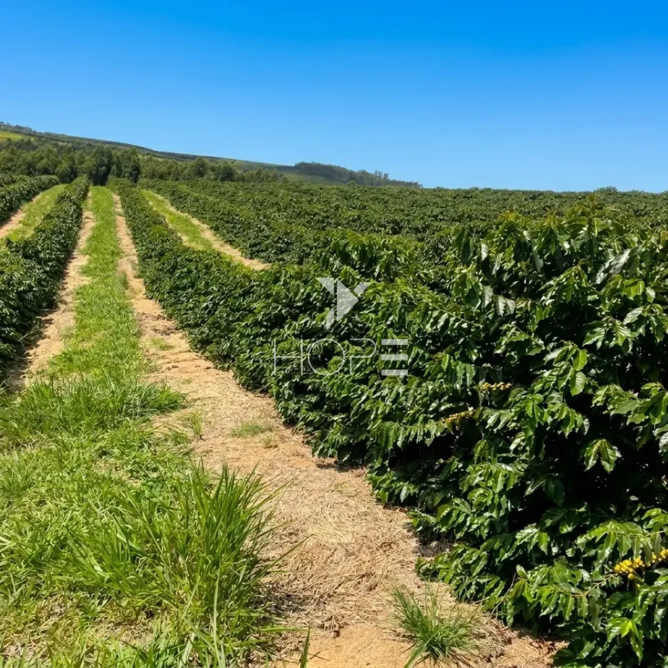Imagens do imóveis Fazenda Cafeeira à Venda – 500 Hectares – Região de São Sebastião do Paraíso/MG