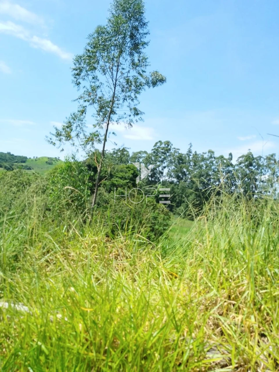 Fazenda à venda com 76 alqueires - pecuária com potencial agrícola - Guaravera - Londrina PR