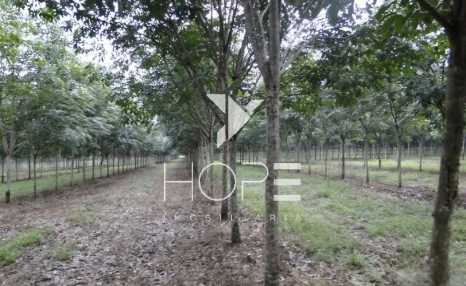 Imagens do imóveis Fazenda de 3.512 Alqueires à Venda – Muricilândia/TO – Estrutura Completa e Alta Capacidade Pecuária