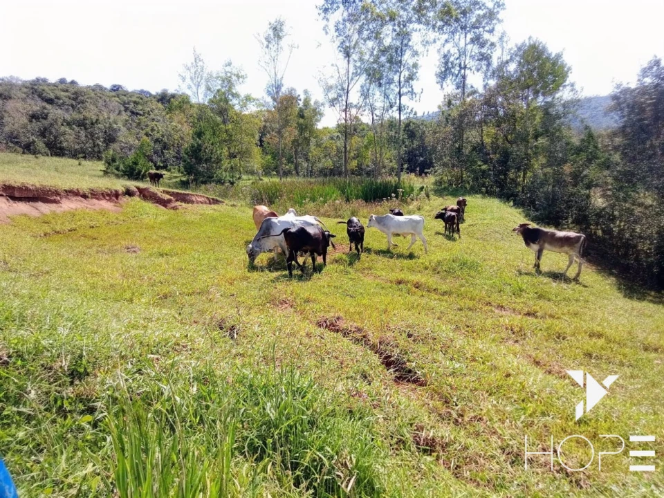Imagens do imóveis Sítio à venda – 18 hectares – Tamarana/PR