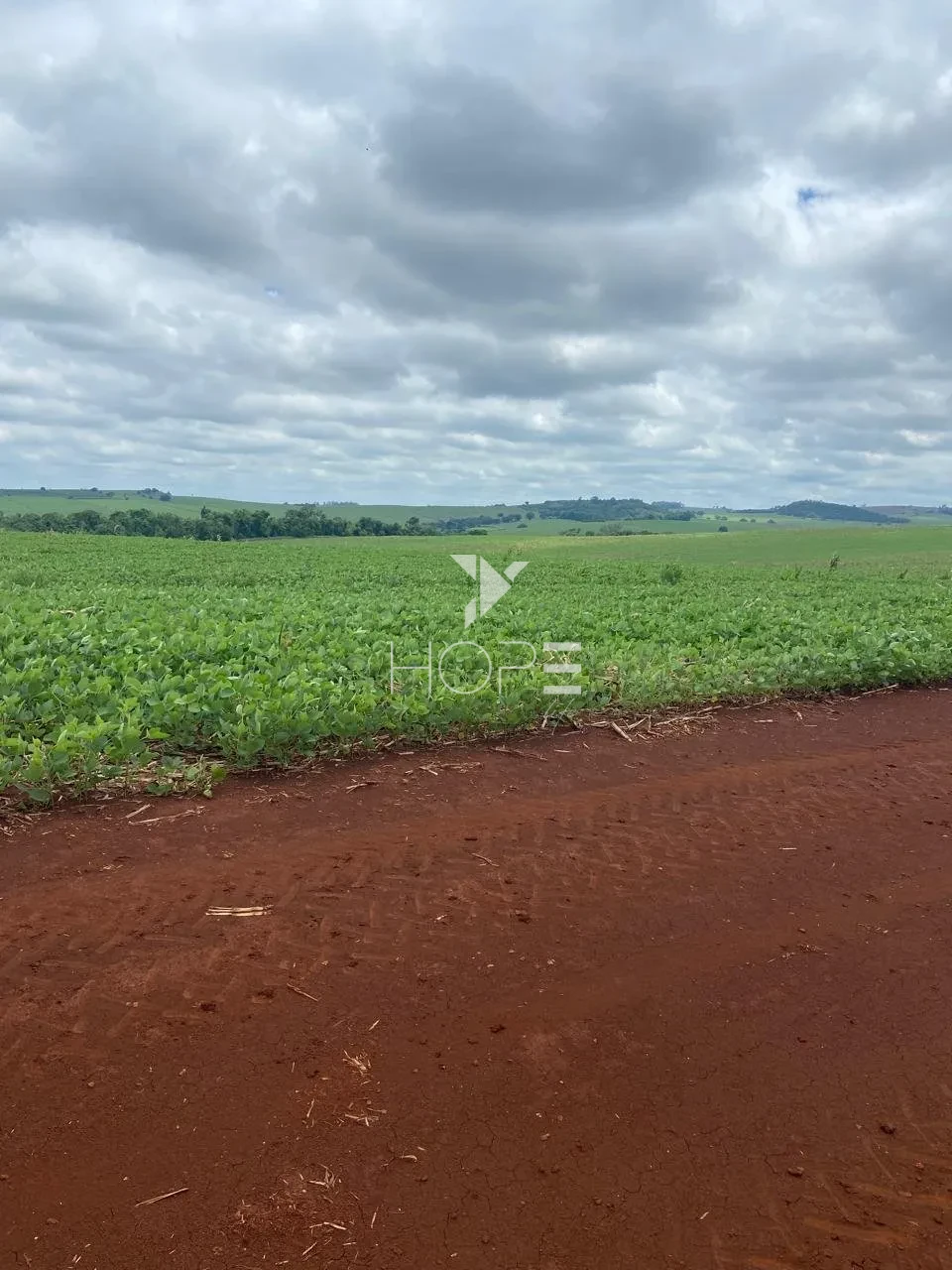Imagens do imóveis Fazenda à venda com 594 alqueires - terra roxa - pivô autorizado - Cornélio Procópio PR