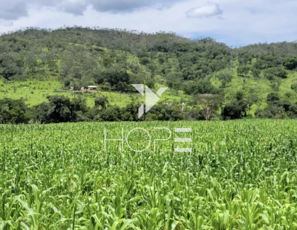 Imagens do imóveis Fazenda Dupla Aptidão - 112 Alqueires - Água Fria de Goiás GO - 542 Hectares - Boa de Água  - Eucalipto e Acácia