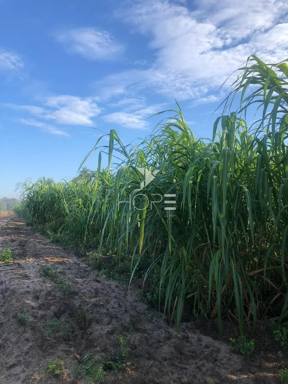 Imagens do imóveis Fazenda à venda com 57 alqueires - dupla aptidão - rio nos fundos - Batayporã MS