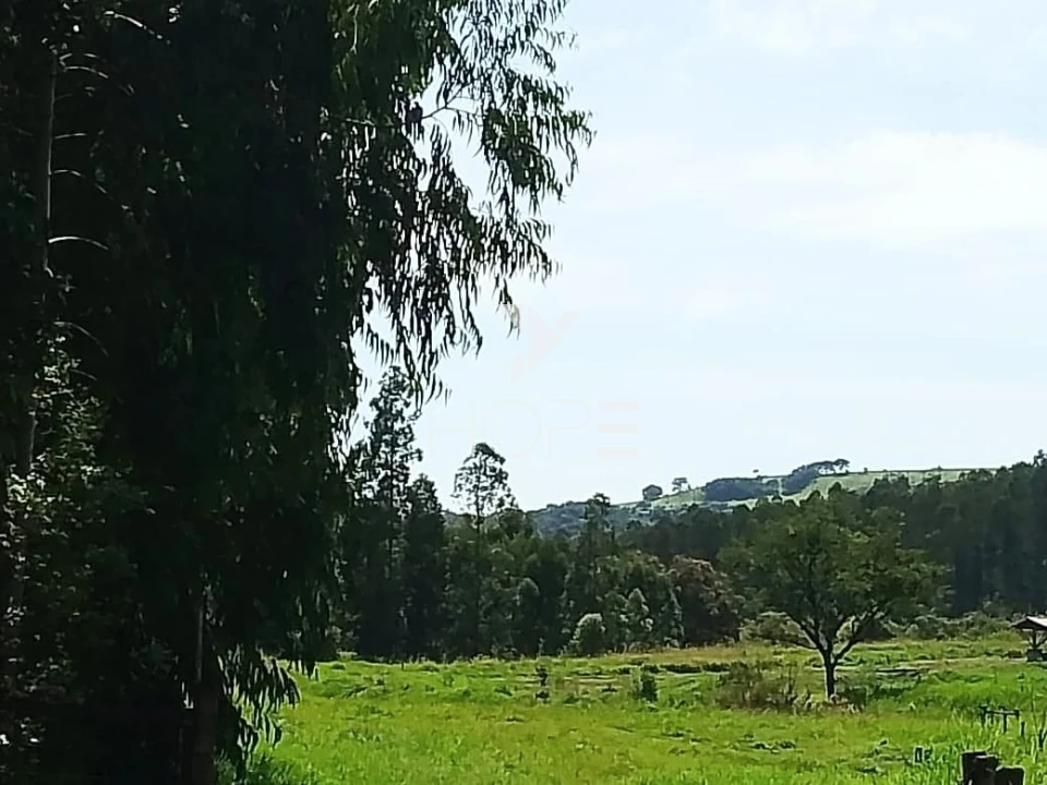 Fazenda à venda com 76 alqueires - pecuária com potencial agrícola - Guaravera - Londrina PR