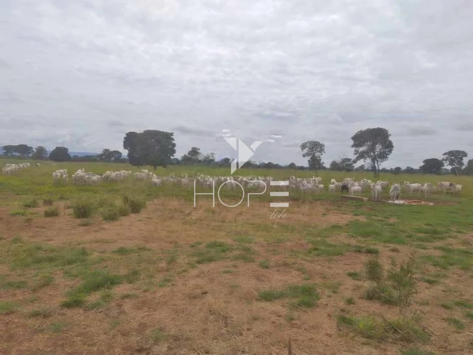Imagens do imóveis Fazenda à venda 1.000 alqueires pecuária porteira fechada com pista de pouso – Formosa – Goiás