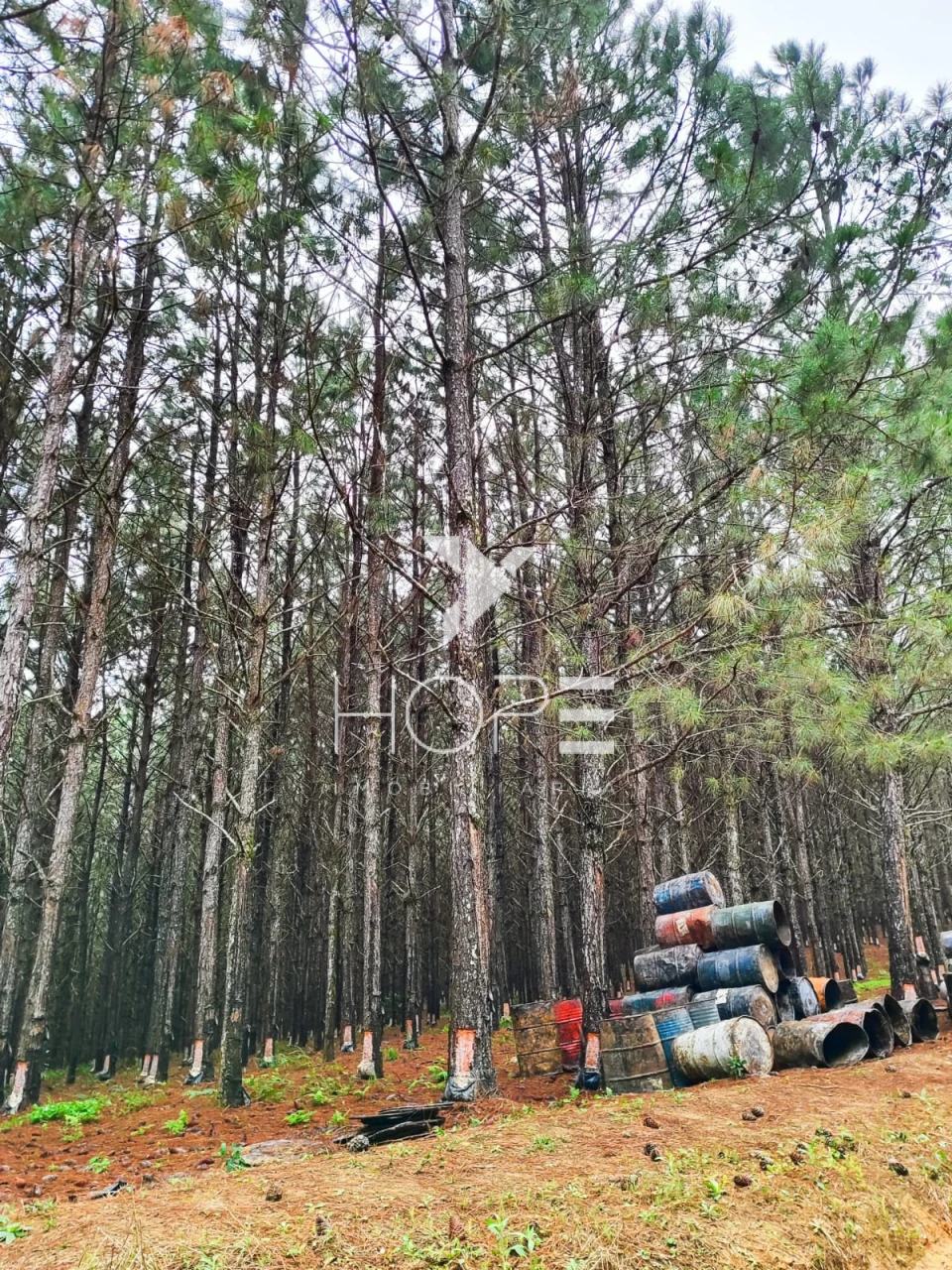Imagens do imóveis Fazenda com Pinus à Venda - São Miguel Arcanjo SP - Região de Itapetininga - 227 Alqueires 550 Hectares