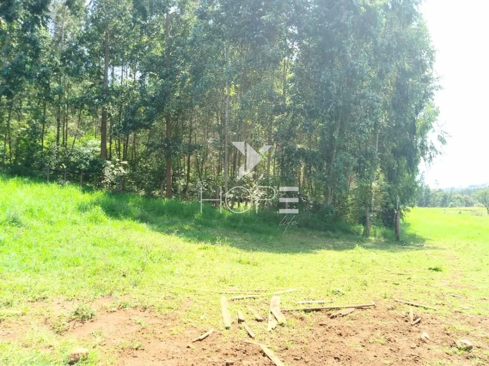 Fazenda à venda com 76 alqueires - pecuária com potencial agrícola - Guaravera - Londrina PR