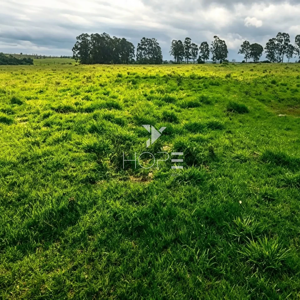 Imagens do imóveis Fazenda à Venda - 3km da Cidade – 183,77 Alqueires – Paranavaí – Paranavaí/PR