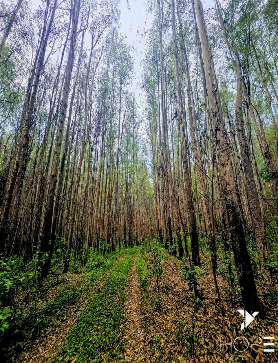 FAZENDA DE 216 ALQUEIRES COM EUCALIPTO À VENDA – VALE DO PARAÍBA/SP
