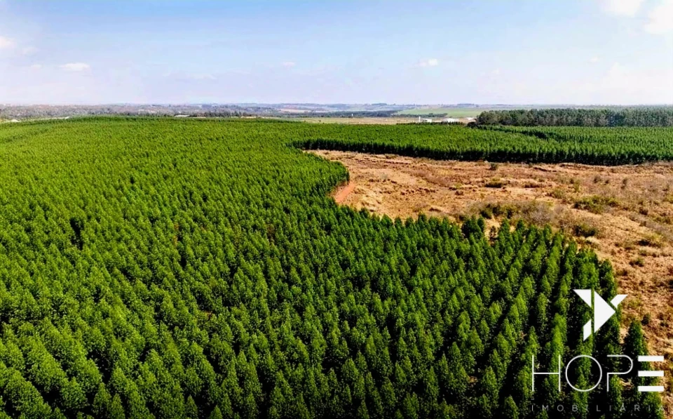Fazenda com Eucalipto à Venda em Itu/SP – Renda Garantida com Arrendamento à Suzano