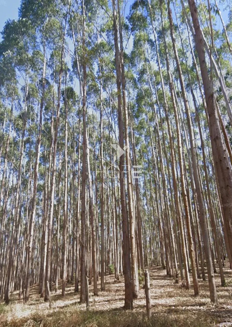Imagens do imóveis Fazenda de eucalipto à venda com 124 alqueires - alto potencial florestal - Vale do Paraíba - Paraíbuna SP