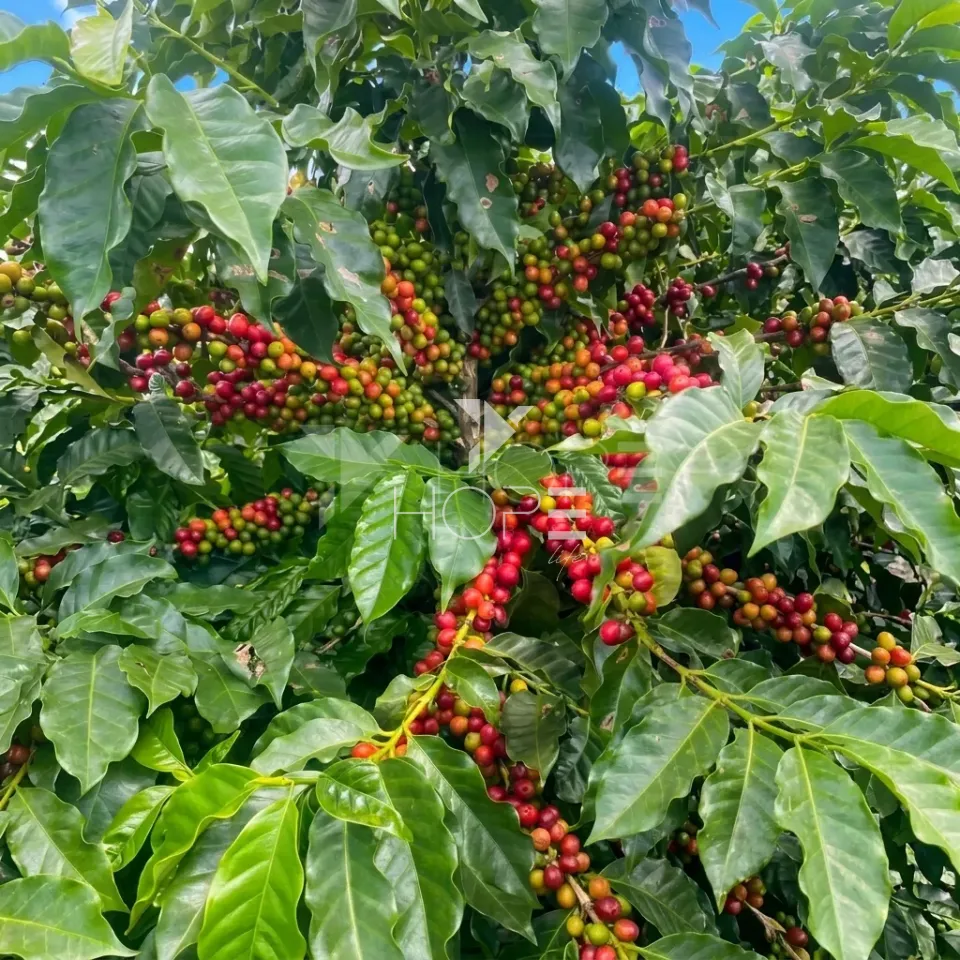 Imagens do imóveis Fazenda de Cafeicultura à Venda – 4.767,18 Hectares – Cafeicultura e Produção de Grãos – Unaí/MG