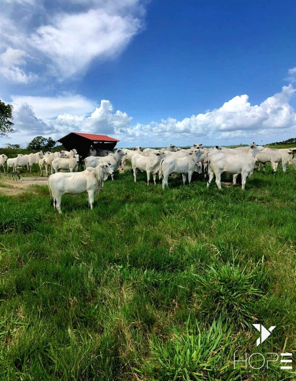 Fazenda à venda – 6.000 hectares – DIVINÓPOLIS/MA – Estrutura completa para pecuária e lavoura