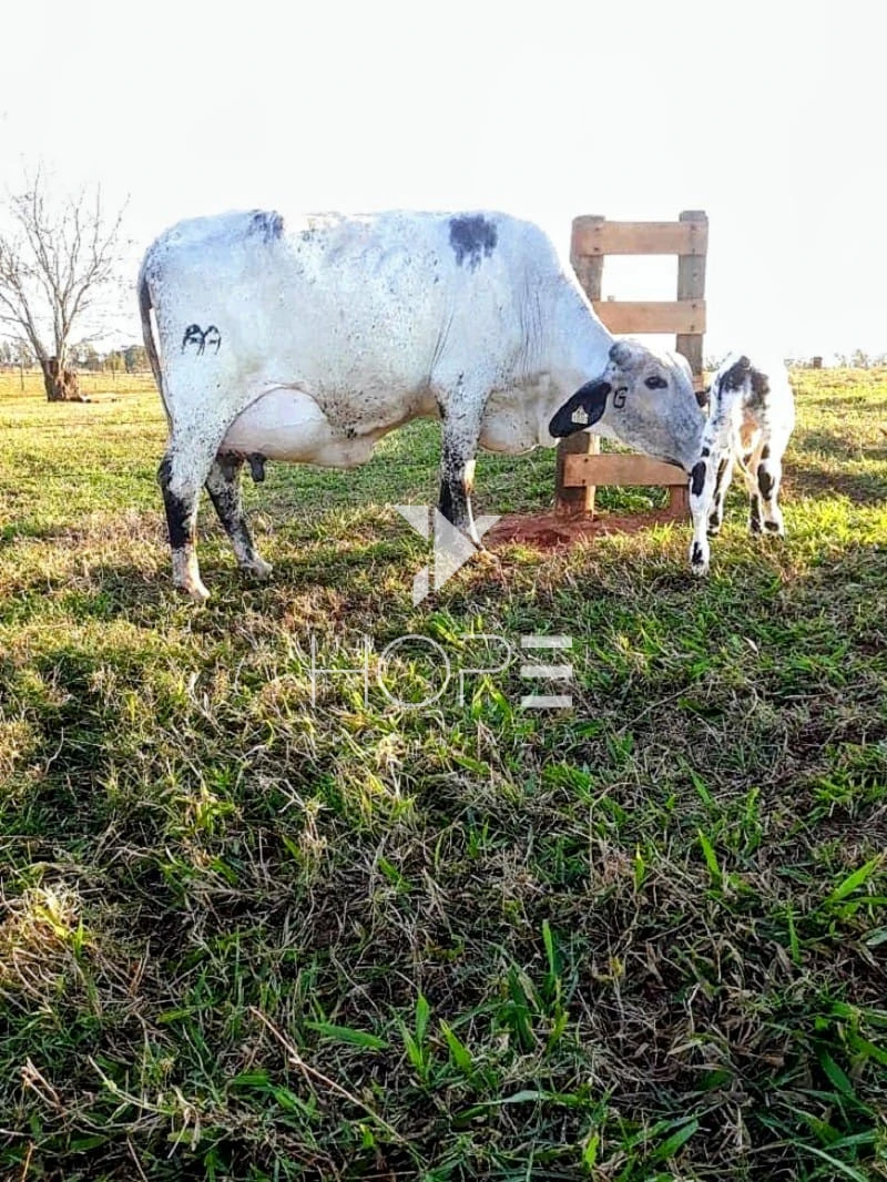 Imagens do imóveis Fazenda Leiteira Porteira Fechada à Venda – 78 Alqueires – Paranavaí/PR – Estrutura Completa + Usina Solar