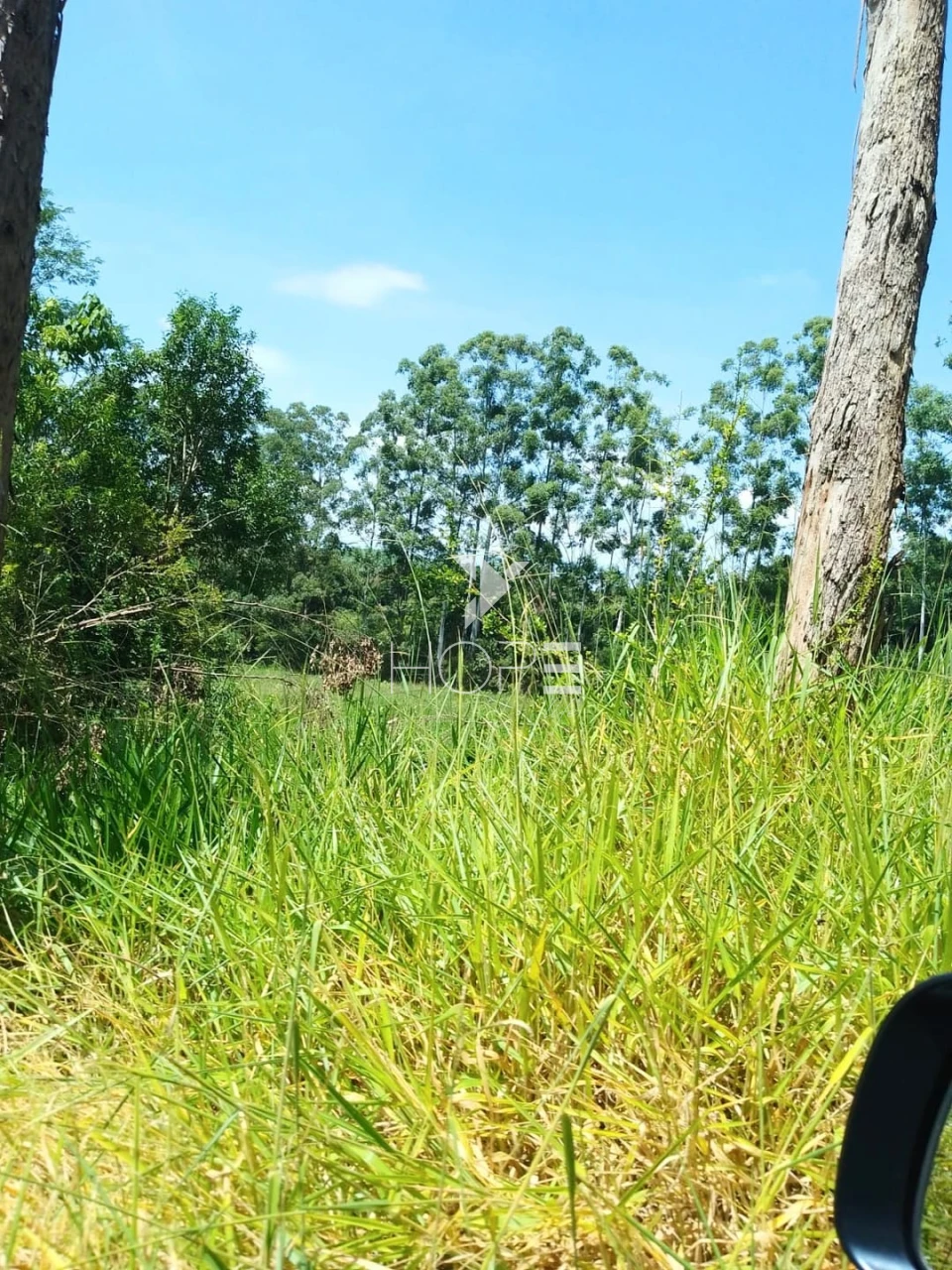 Fazenda à venda com 76 alqueires - pecuária com potencial agrícola - Guaravera - Londrina PR