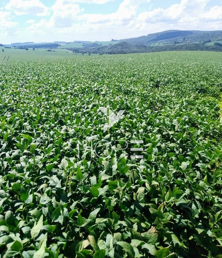 Imagens do imóveis Fazenda à Venda – 213 Alqueires – Jauru – Tomazina PR