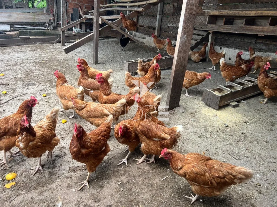 Imagens do imóveis Condomínio Chácaras Itaúna - chácara à venda com 3.500m² - 2 quartos - tanque de peixes - Ibiporã PR