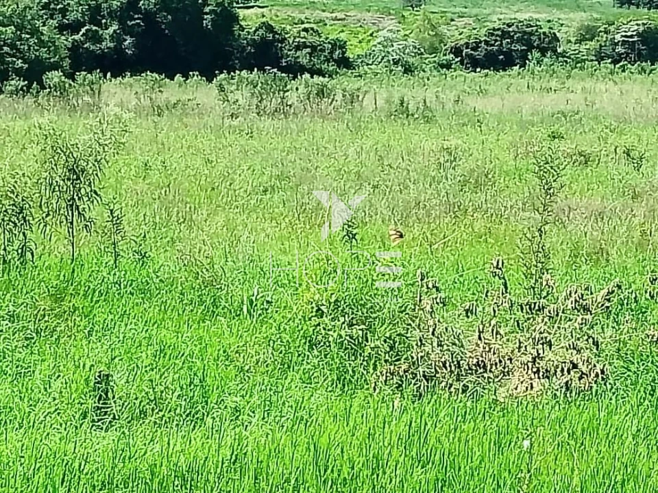 Fazenda à venda com 76 alqueires - pecuária com potencial agrícola - Guaravera - Londrina PR