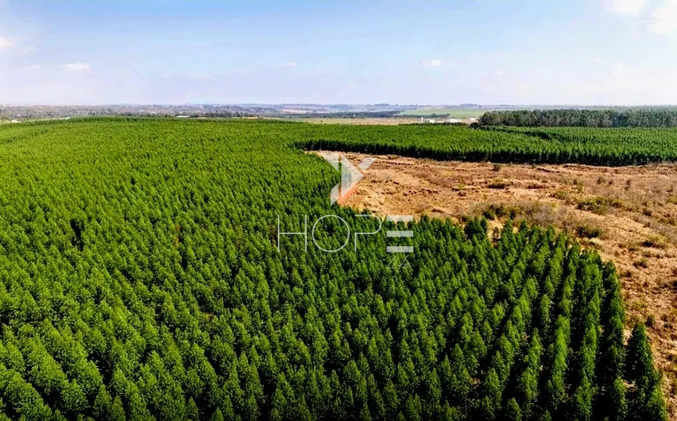 Imagens do imóveis Fazenda à venda com Eucalipto 321 alqueires - 777 hectares - arrendada Para Suzano - beira Rio Tietê - Itu SP