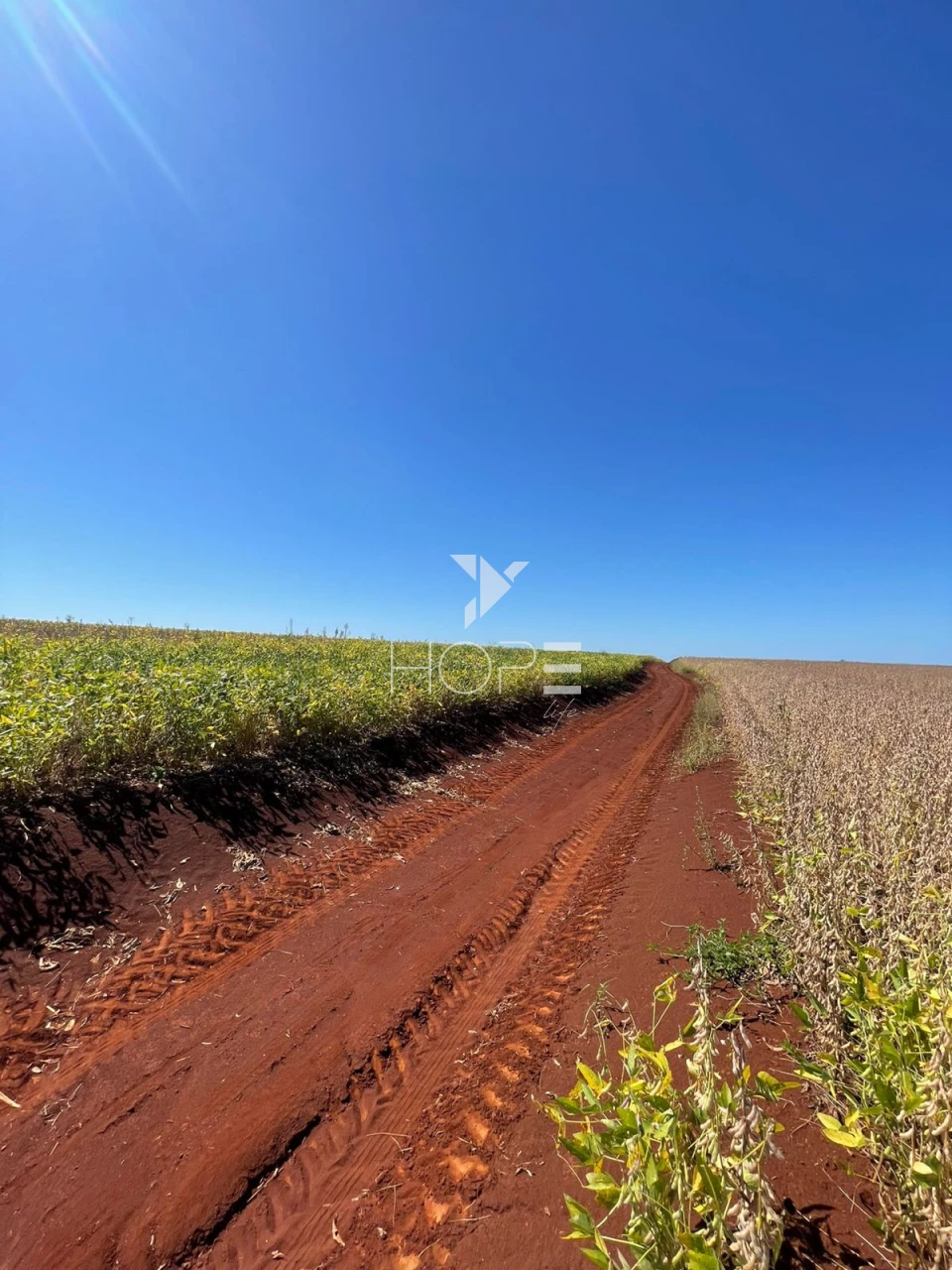 Imagens do imóveis Sítio à venda com 7.5 alqueires - Área para plantio - Jataizinho/PR