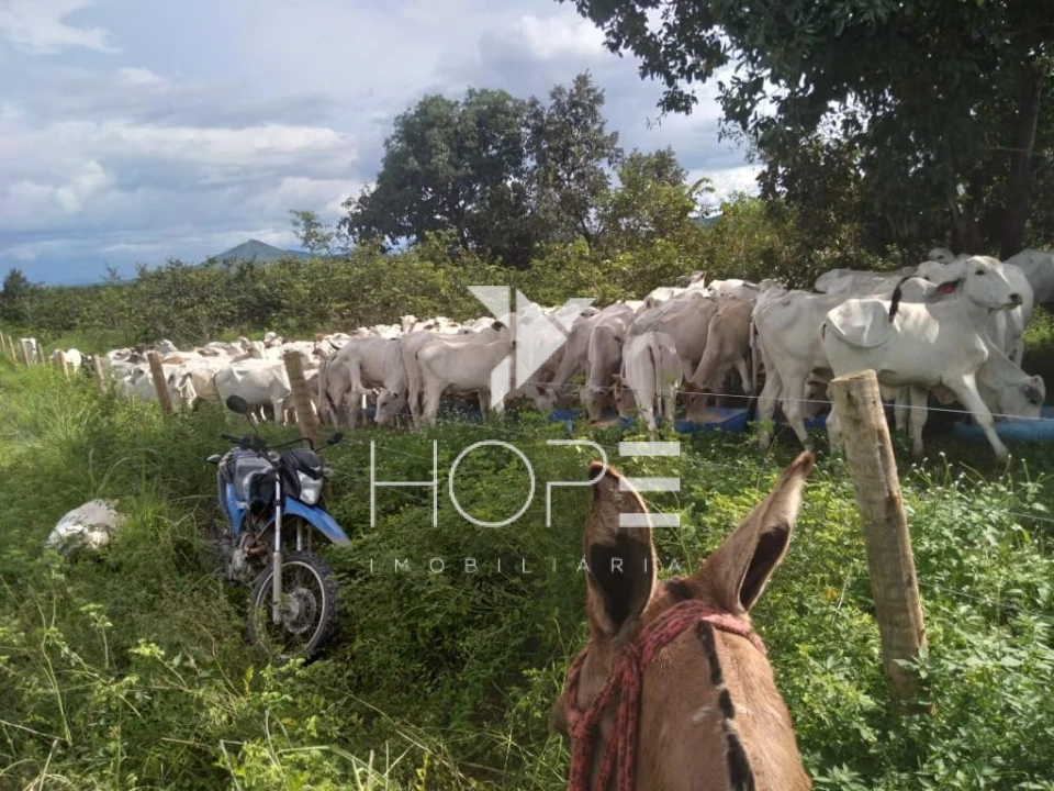 Fazenda à Venda – 1.033 Alqueires – Região de Peixe/TO – Dupla Aptidão