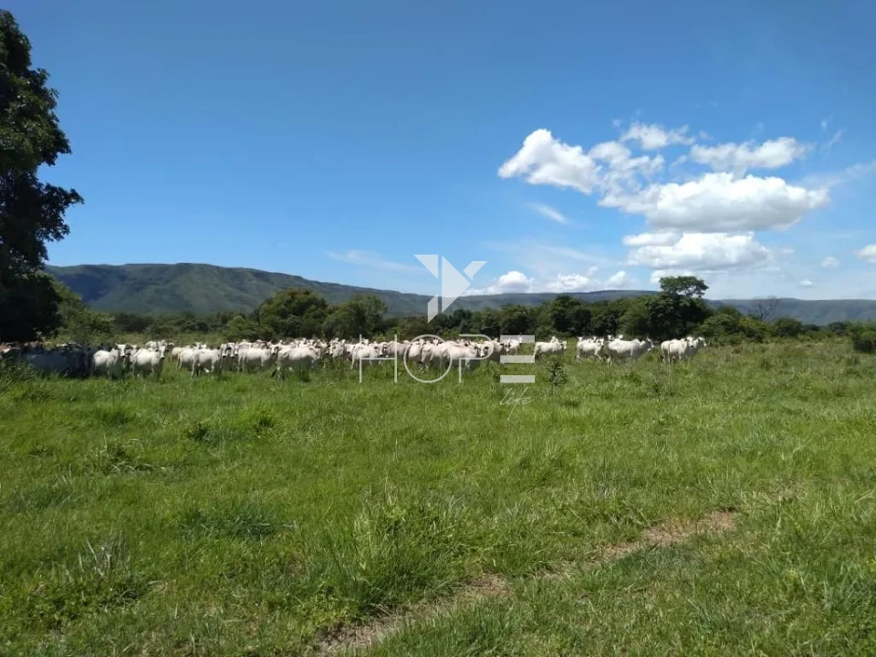 Imagens do imóveis Fazenda de dupla aptidão à venda com 1.765 alqueires - 8.543 hectares - porteira fechada - Alvorada do Norte GO