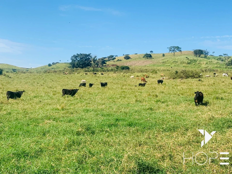 Imagens do imóveis Fazenda agrícola e pecuária à venda – 84 alqueires – Sertanópolis/PR