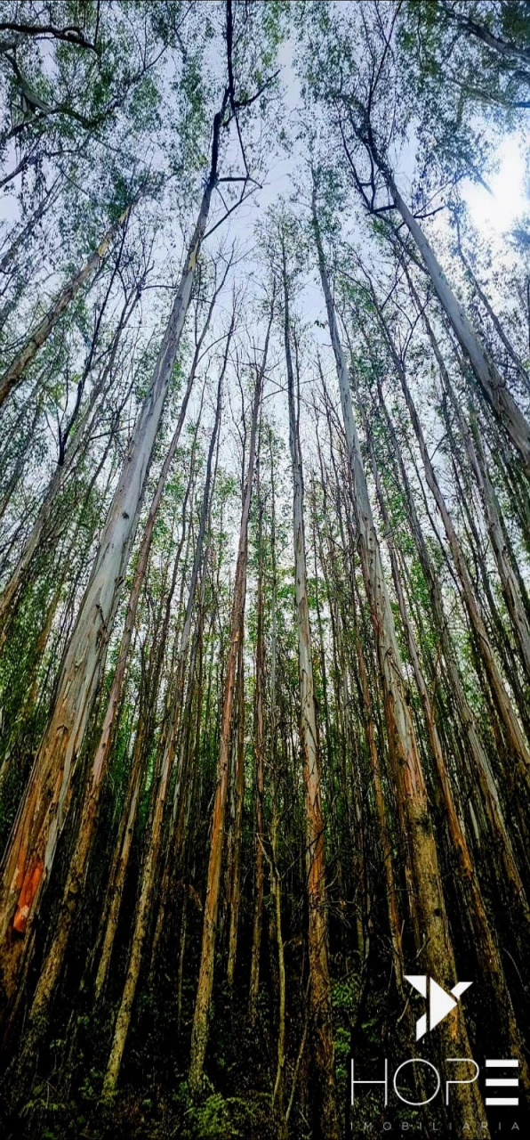 FAZENDA DE 216 ALQUEIRES COM EUCALIPTO À VENDA – VALE DO PARAÍBA/SP