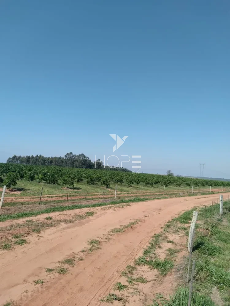 Imagens do imóveis Fazenda de laranja à venda com 77.5 alqueires - 77.150 pés - certificado para exportação - Região de Marília SP