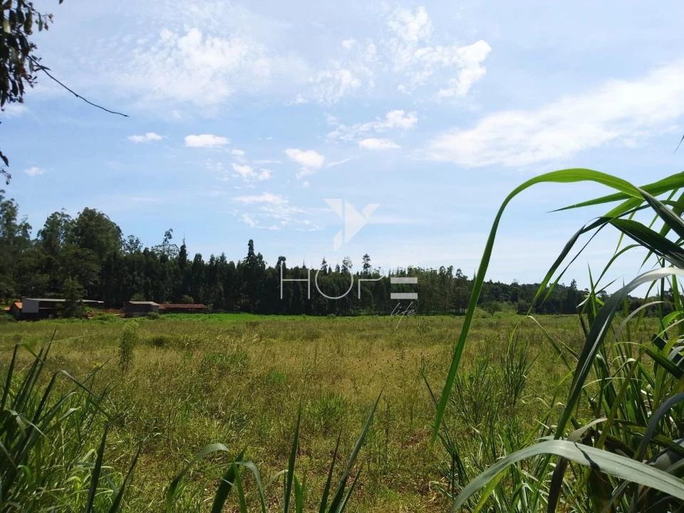 Fazenda à venda com 76 alqueires - pecuária com potencial agrícola - Guaravera - Londrina PR