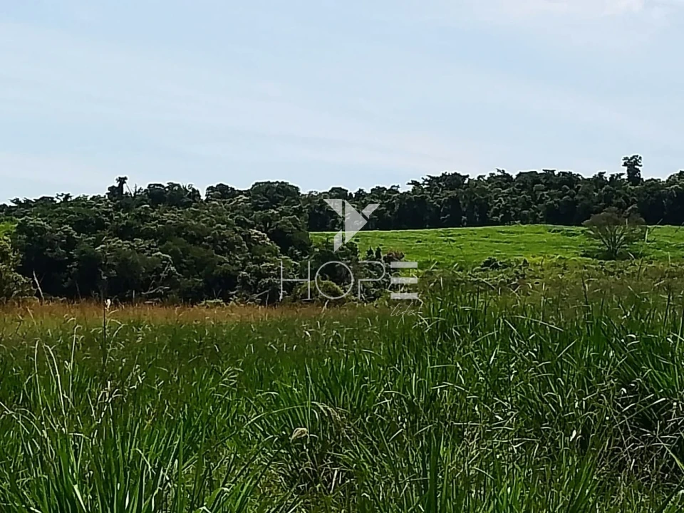 Fazenda à venda com 76 alqueires - pecuária com potencial agrícola - Guaravera - Londrina PR