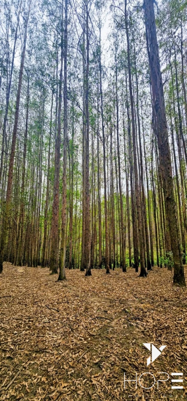 FAZENDA DE 216 ALQUEIRES COM EUCALIPTO À VENDA – VALE DO PARAÍBA/SP