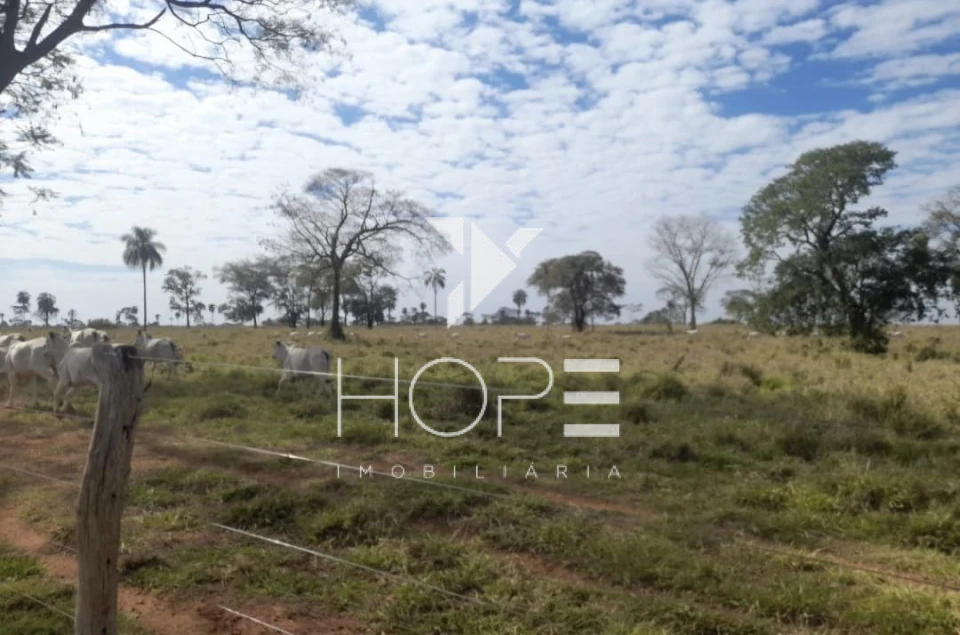 Imagens do imóveis fazenda à venda 622 alqueires dupla aptidão margem de rio – município de Bataguassu – Mato Grosso do Sul